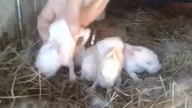 Крольчиха съедает крольчат! смотреть онлайн