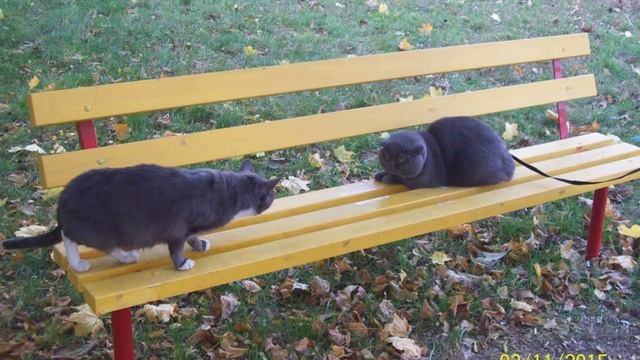 Осенний листопад с Асланом смотреть онлайн