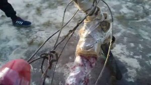 СОЖГЛИ ВЕЛИК (и нафега!)