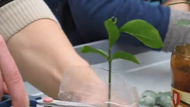 Техника прививки цитрусовых 1 смотреть онлайн