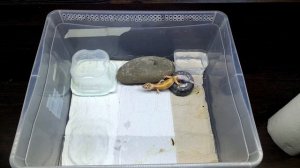 СКОЛЬКО СТОИТ ЗАВЕСТИ И СОДЕРЖАТЬ ЭУБЛЕФАРА?