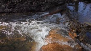 4К 2023.06.12 - Ручей перетока из болота в болото в Моряковке