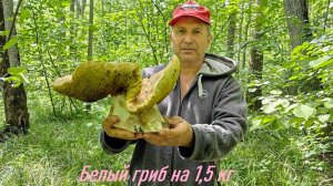 Белый гриб на 1,55 кг.