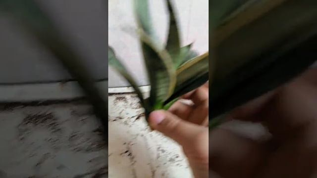 Сансевиерия ханни крем - переукоренение макушки! смотреть онлайн