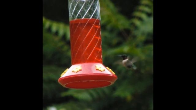 16x Speed Hummingbird Nikon D3000 Continuous-servo (AF-C mode) смотреть онлайн