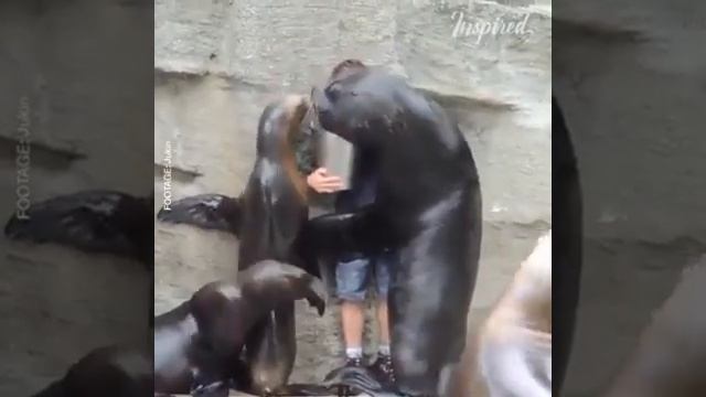 Приколы с животными 2019 кит, морской котик акула смотреть онлайн