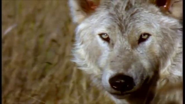 Волчий взгляд смотреть онлайн