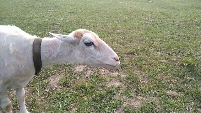 Взбесившийся баран. Зоопарк прогулка с барашками и другими животными смотреть онлайн