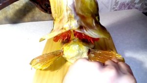 ПРОСТОЙ МЕТОД ИЗГОТОВЛЕНИЯ ЧУЧЕЛА РЫБЫ СВОИМИ РУКАМИ.