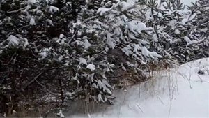 Проводы дочери в город. Лес