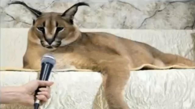 Шлепа рассказывает НУЖДИКИ. смотреть онлайн