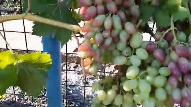 Мучнистая роса на винограде 25.08.2020 г. Татарстан смотреть онлайн