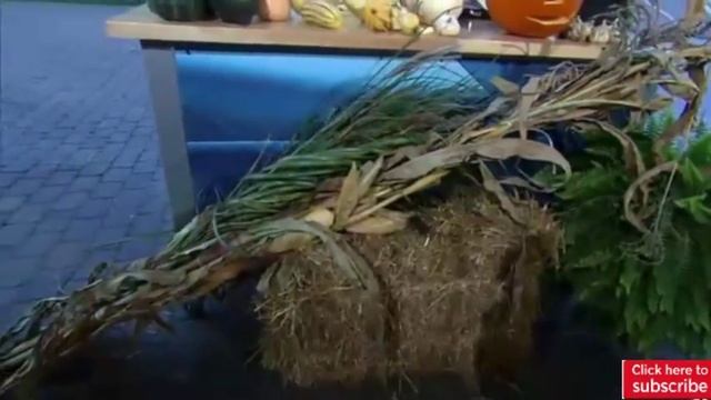 Halloween friendly gardening tips смотреть онлайн