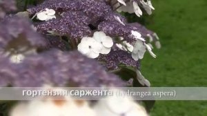 гортензия саржента