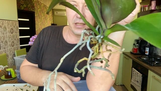ПЕРЕСАДКА ОРХИДЕИ в удовольствие / подробная пересадка фаленопсиса