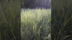 Сола Монова,  Когда очень хочется замуж ?