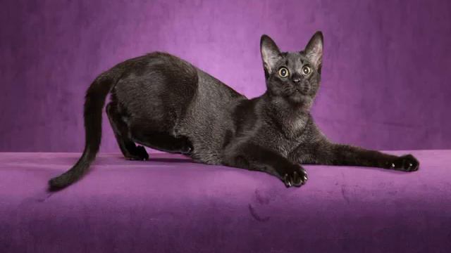 f1 chausie kittens смотреть онлайн