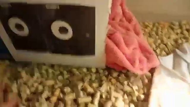Что нужно для содержания среднеазиатской черепахи