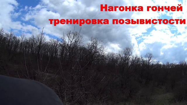 Нагонка гончей, тренировка позывистости