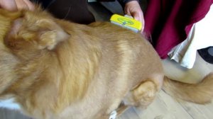 Как ухаживать за животными. Советы ветеринара