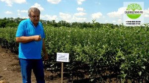 Питомник саженцев плодовых культур