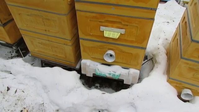 ошибки пчеловода - нет возможности вылететь пчелам из улья зимой при потеплениях