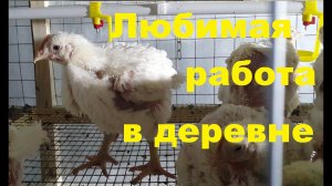 Уборка помета в новых клетках у бройлеров.