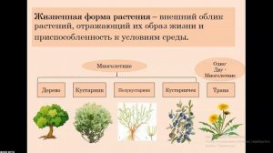 Царство Растения. Внешнее строение и общая характеристика растений | 6 класс. Ботаника.