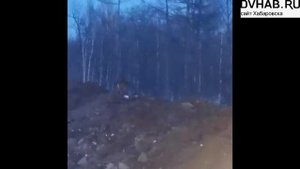 Тигр вышел к людям в районе сел Ракитное и Гаровка-2