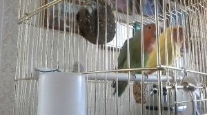 Как посадить попугая на ПАЛЕЦ?. Обучающее видео.