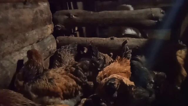 Курочки Брама, плюсы и минусы. смотреть онлайн