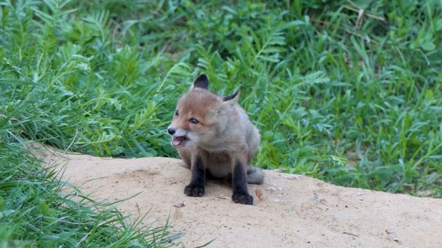 Что стало с гнездом зарянки? смотреть онлайн