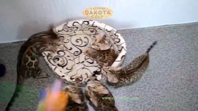 Будни питомника бенгальской кошки Dakota Gold   конец первого месяца лета 1