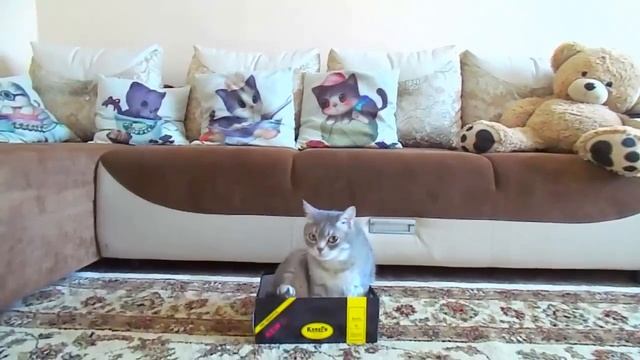 КОТОЧЕЛЛЕНДЖ Насколько сильно коты любят коробки? Приколы с котами :) смотреть онлайн