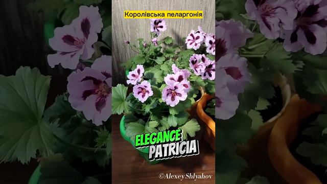 Королівська пеларгонія Elegance Patricia квітує смотреть онлайн