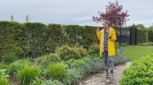 Обзор сада "Журавли" весной | Спиреи | Спирея серая | Пузыреплодники | Малоуходный сад