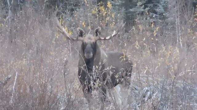 Сотрудники Катунского заповедника встретились с сохатым смотреть онлайн