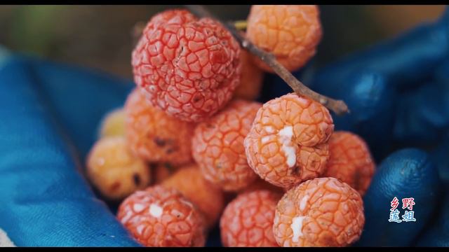 【乡野莲姐】I used several wild fruits to make bubble milk tea|秋天的第壹杯“野果珍珠奶茶”