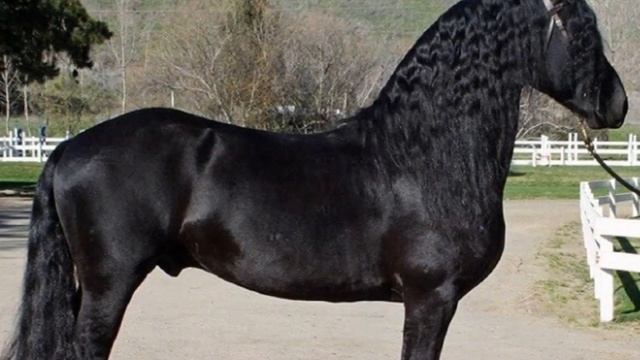 Фризские лошади особенности породы | Коневодство | Фризская порода лошадей смотреть онлайн