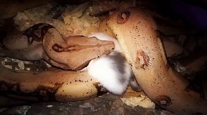 Мой Императорский удав