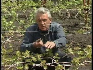 Весенние работы на винограднике: подвязка. нормирование, плодовое звено и т. д.