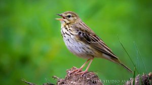 Конёк лесной (Anthus trivialis): нежное пение и гнездо | Film Studio Aves