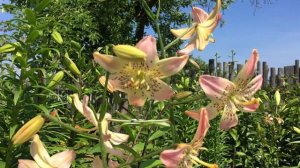 Лилия Corsage (Lily Corsage)