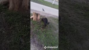 жизнь шарпея КиФирчика