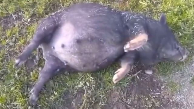 Обожрались забродивших ягод смотреть онлайн