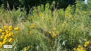 Пижма обыкновенная - описание, применение, лечебные свойства. Видеоблог Лоариэл