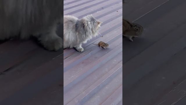 Не приносит что то больше. смотреть онлайн