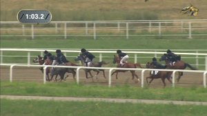 1-я Скачка. Скачка для лошадей чеченской породной группы. Грозненский ипподром 22 июля 2022.