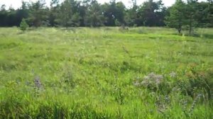 15 07 2014 Самарская область Шенталинский район