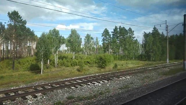 24.08.2021. Россия. Иркутская область. Берёзовый лес к западу от Зимы. Часть 2